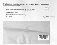 Image of Ceuthospora corni